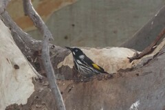 Phylidonyris novaehollandiae