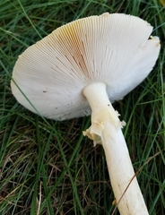 Amanita