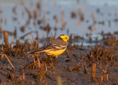 Motacilla citreola