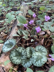 Cyclamen purpurascens