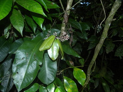 Ardisia