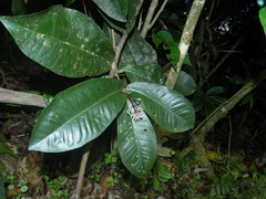 Ardisia