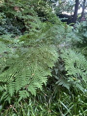 Osmunda regalis