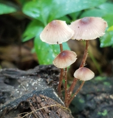 Mycena