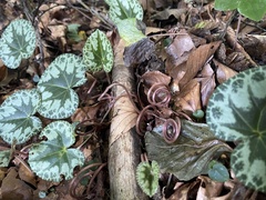 Cyclamen purpurascens