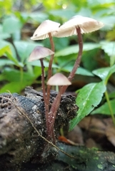 Mycena