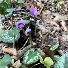 Cyclamen purpurascens