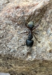 Camponotus chromaiodes