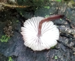 Mycena