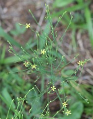 Hypericum gentianoides