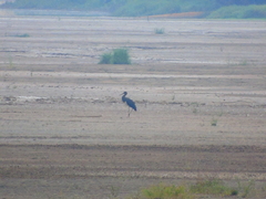 Ciconia nigra