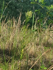 Asclepias hirtella