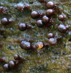 Trichia botrytis