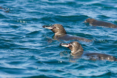 Spheniscus mendiculus