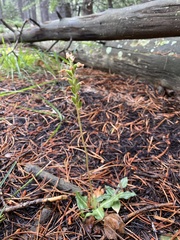 Goodyera oblongifolia