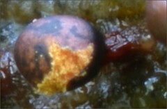 Trichia botrytis