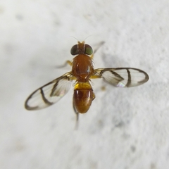 Ulidiinae
