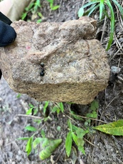 Camponotus chromaiodes