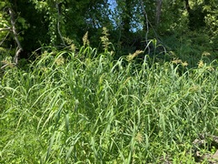 Echinochloa muricata