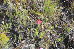Erica cerinthoides