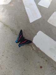 Ancyluris jurgensenii