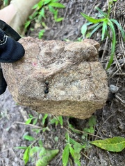 Camponotus chromaiodes