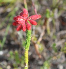 Erica cerinthoides