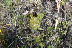 Serruria fasciflora