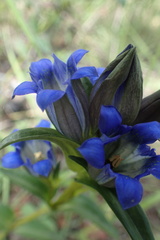 Gentiana parryi