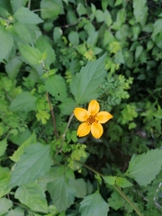 Sclerocarpus divaricatus