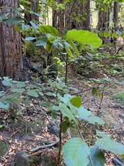Calycanthus occidentalis
