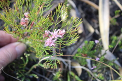 Serruria fasciflora