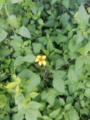 Sclerocarpus divaricatus