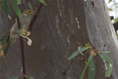 Ptilotula penicillata