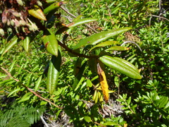 Rhododendron columbianum