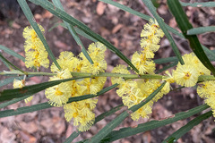 Acacia mucronata