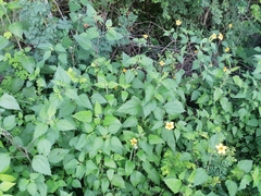 Sclerocarpus divaricatus