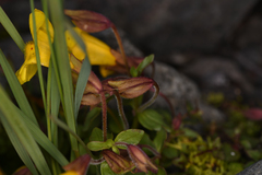 Erythranthe caespitosa