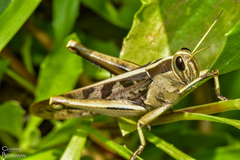 Acanthacris ruficornis