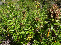 Rhododendron columbianum