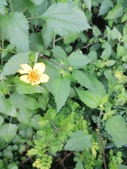 Sclerocarpus divaricatus