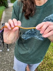 Diadophis punctatus punctatus