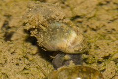Physa