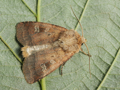 Diarsia rubi