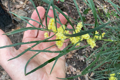 Acacia mucronata