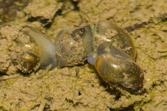 Physa