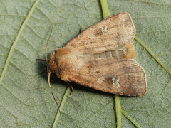 Diarsia rubi
