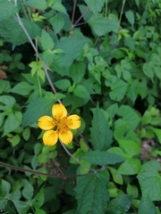 Sclerocarpus divaricatus
