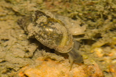 Physa