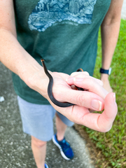 Diadophis punctatus punctatus